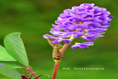 Desmodium heterocarpon var. heterocarpon
